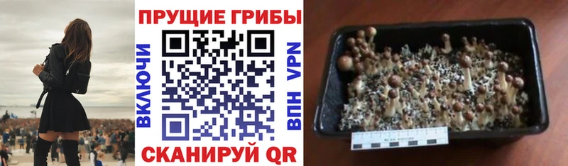 Галлюциногенные грибы Psilocybe  продажа наркотиков  Рудня 